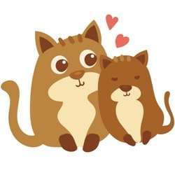 kedi