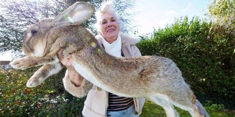 Bazı Tavşanlar Çok Büyüktür