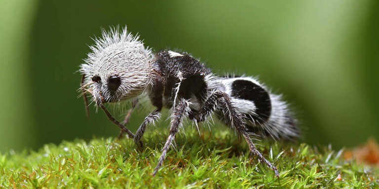 Çalışkanlığın Timsali Karıncalar Hakkında İlginç Bilgiler