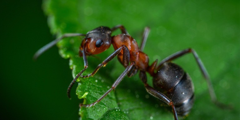 Çalışkanlığın Timsali Karıncalar Hakkında İlginç Bilgiler