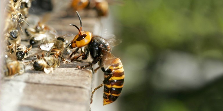 Arıların Harika Canlılar Olduğunu Gösteren Gerçekler