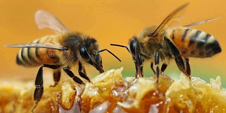Arıların Harika Canlılar Olduğunu Gösteren Gerçekler