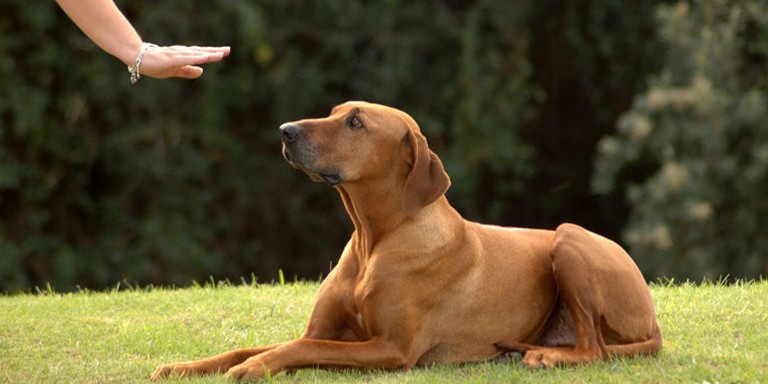 Kendi Köpeğinizi Eğitmeniz İçin Uygulamanız Gereken Faydalı Yöntemler