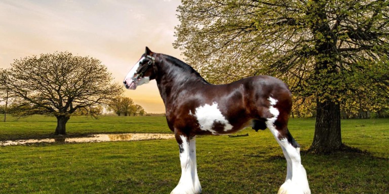 Asil Görünüşleriyle Fark Yaratan Dünyanın En Güçlü Atları