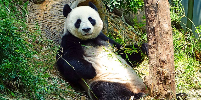 Dünyanın En Tembel Hayvanları Pandalara Dair İlginç Bilgiler