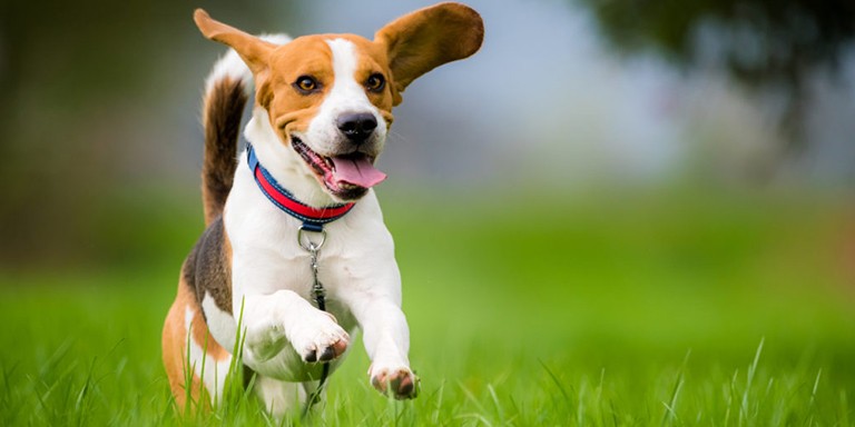 Kendi Köpeğinizi Eğitmeniz İçin Uygulamanız Gereken Faydalı Yöntemler