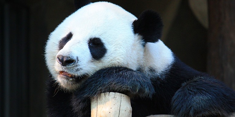 Dünyanın En Sevimli Hayvanları Pandalara Dair İlginç Bilgiler