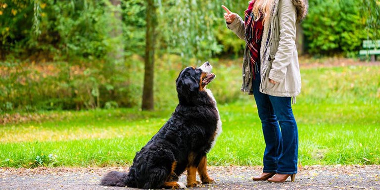 Kendi Köpeğinizi Eğitmeniz İçin Uygulamanız Gereken Faydalı Yöntemler