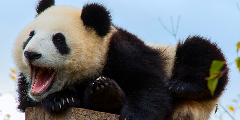 Dünyanın En Sevimli Hayvanları Pandalara Dair İlginç Bilgiler