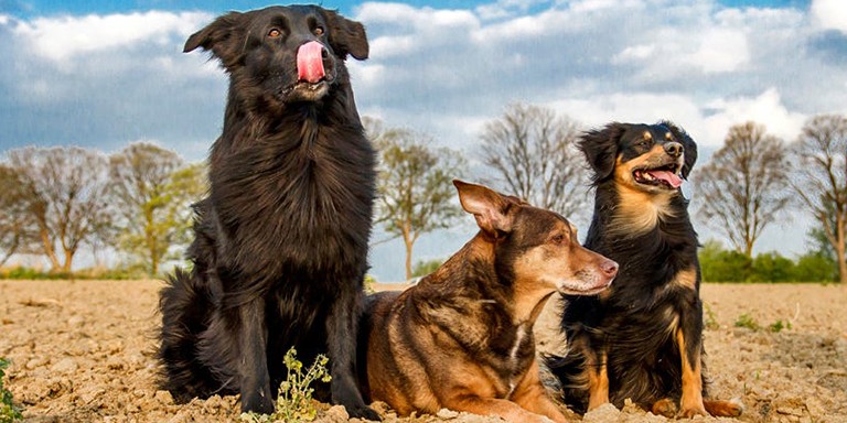 Kendi Köpeğinizi Eğitmeniz İçin Uygulamanız Gereken Faydalı Yöntemler