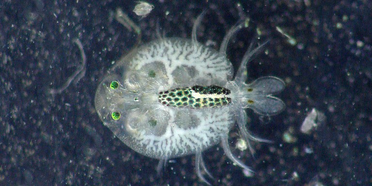 Gözle Görülemeyen En İlginç Mikroskobik Canlılar