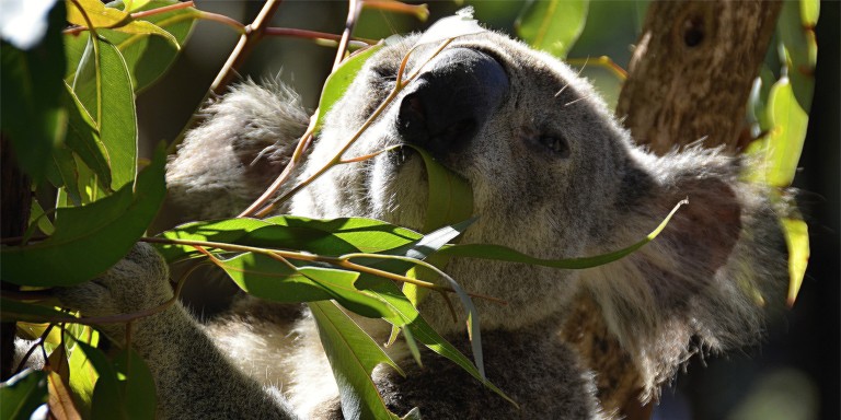 Nesli Tükenmekte Olan Sevimli Koalalara Dair Tüm Bilgiler