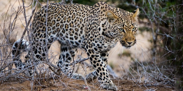 Asillikleriyle Dikkat Çeken Leoparlar Hakkında Bilgiler