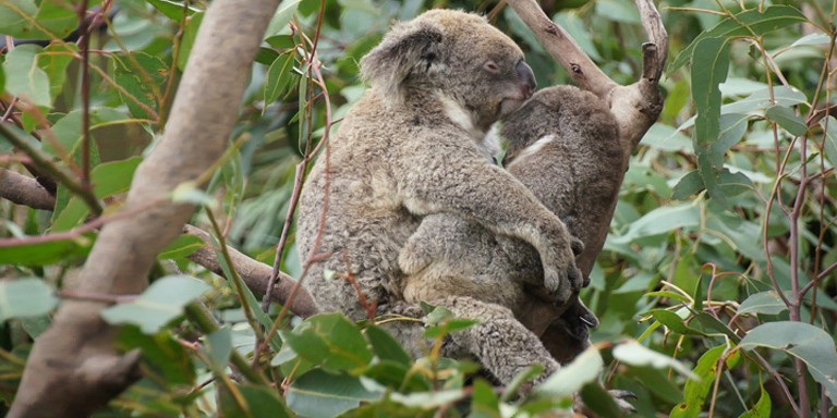 Nesli Tükenmekte Olan Sevimli Koalalara Dair Tüm Bilgiler