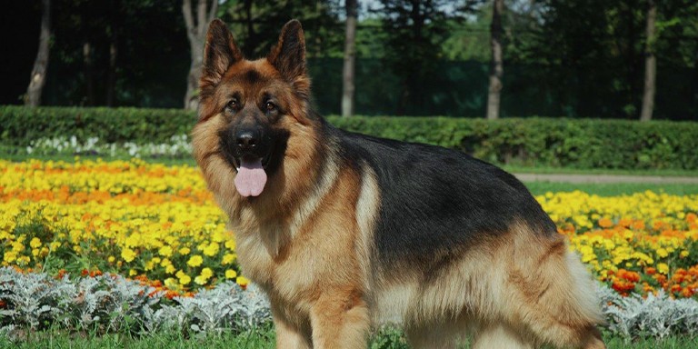 Kişiliğinize Göre Yol Arkadaşınız Olacak En Doğru Köpek Irkı