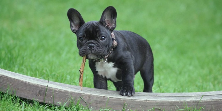 Kişiliğinize Göre Yol Arkadaşınız Olacak En Doğru Köpek Irkı