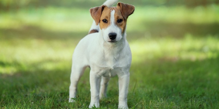 Kişiliğinize Göre Yol Arkadaşınız Olacak En Doğru Köpek Irkı