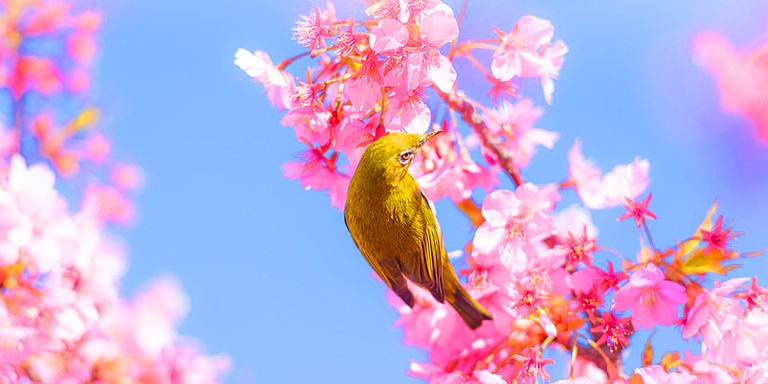 Güzellikleriyle Büyüleyen Japon Kiraz Çiçeklerinden Gelen Bahar Müjdesi