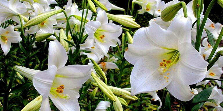 Yunan Mitolojisinde Yer Alan Büyüleyici Çiçek Mitleri