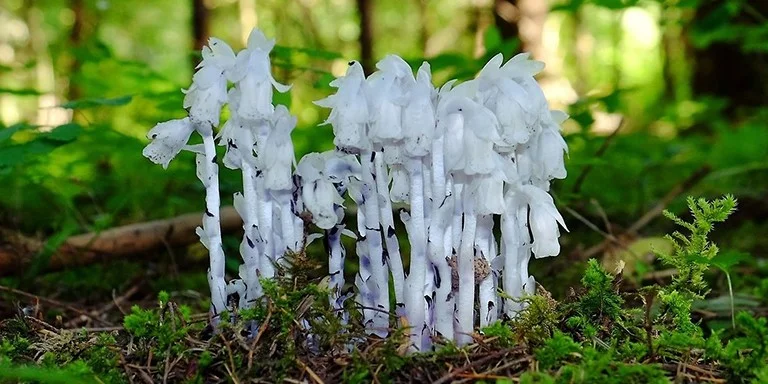 monotropa-uniflora