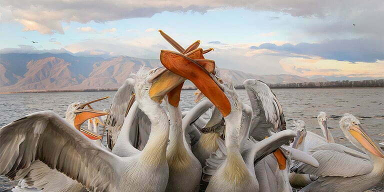 Pelikan Kuşları Hakkında Bilmediğimiz İlginç Bilgiler