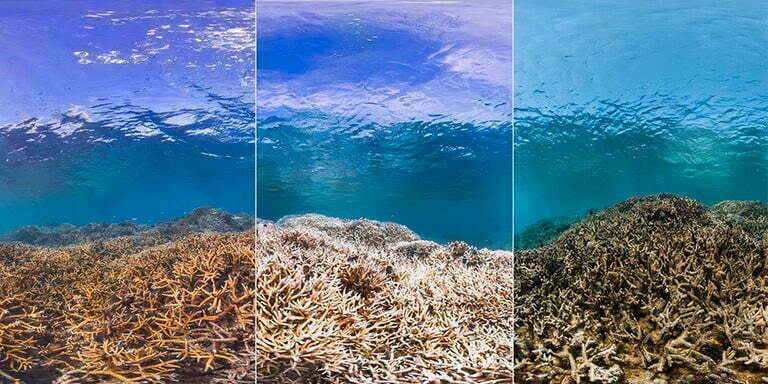 Okyanusları Temiz Tutmamıza Yardımcı Olacak İpuçları