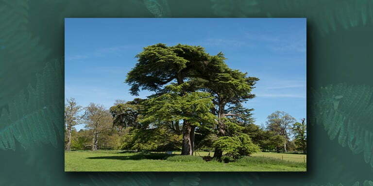 Yeryüzünün Oksijen Kaynağı Olan Ağaç Türleri