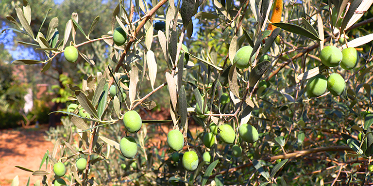 Türkiye’de Yerli Üretimi Yapılan Zeytin Çeşitleri