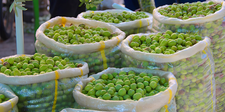 Türkiye’de Yerli Üretimi Yapılan Zeytin Çeşitleri