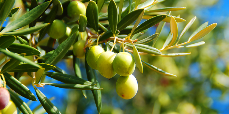 Türkiye’de Yerli Üretimi Yapılan Zeytin Çeşitleri
