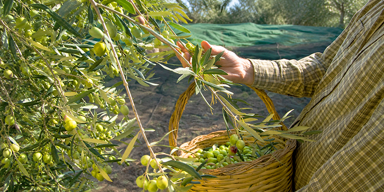Türkiye’de Yerli Üretimi Yapılan Zeytin Çeşitleri