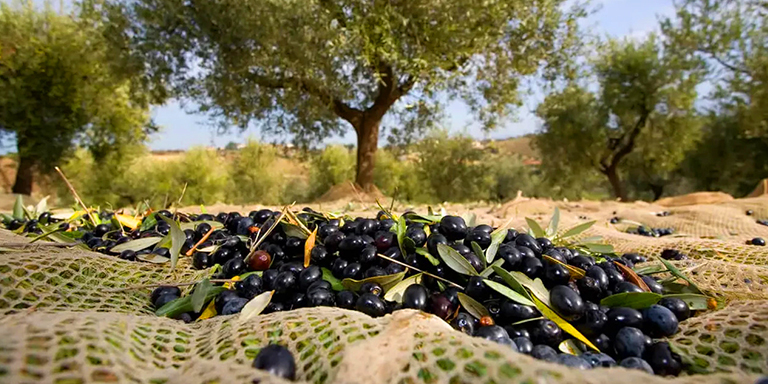 Türkiye’de Yerli Üretimi Yapılan Zeytin Çeşitleri